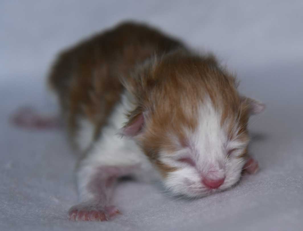 sibirisk katt Xanthus