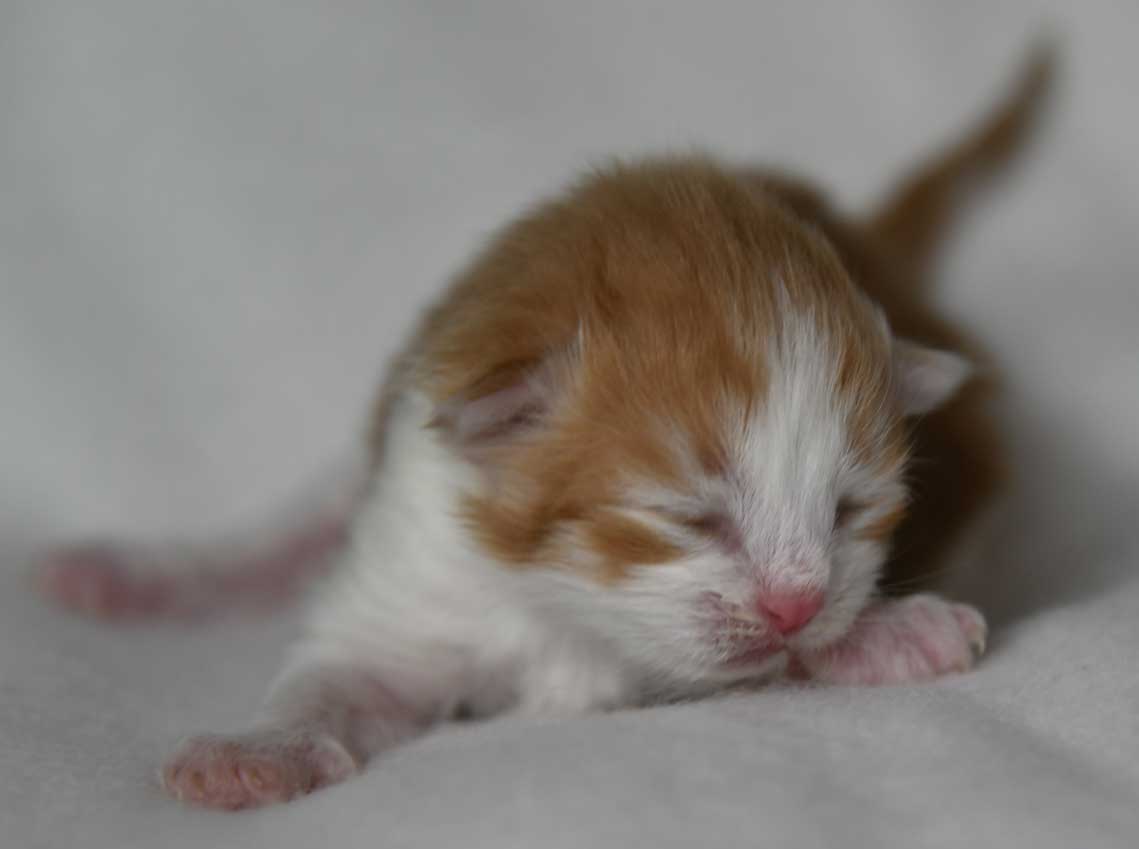 sibirisk kattunge Xanthus
