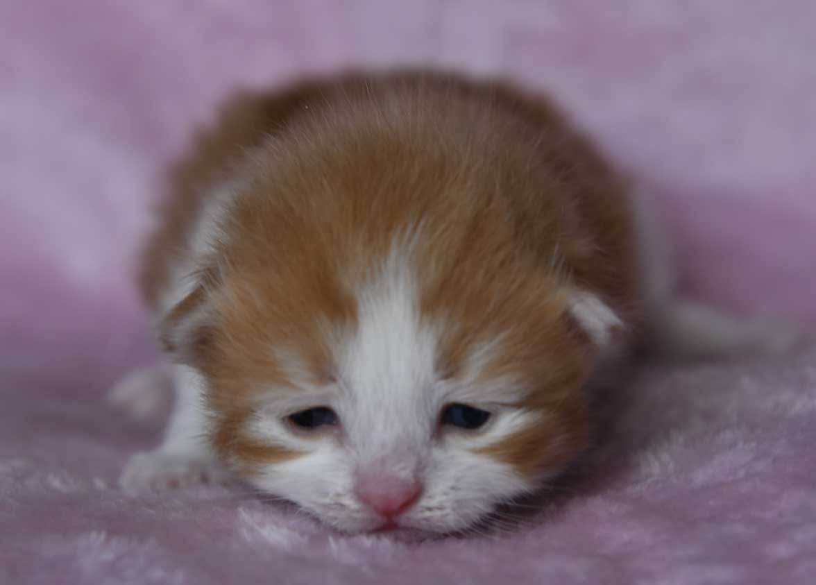 sibirisk kattunge Xanthus