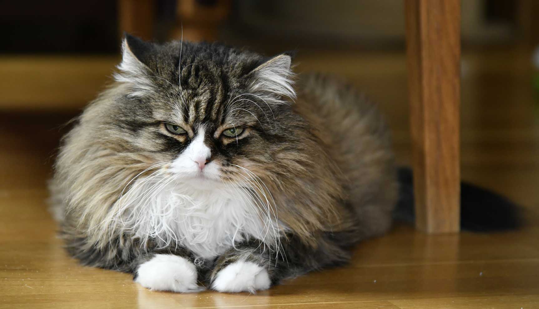 sibirisk katt Mitzi