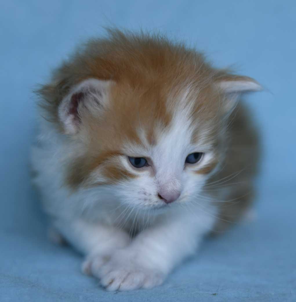 sibirisk kattunge Xanthus