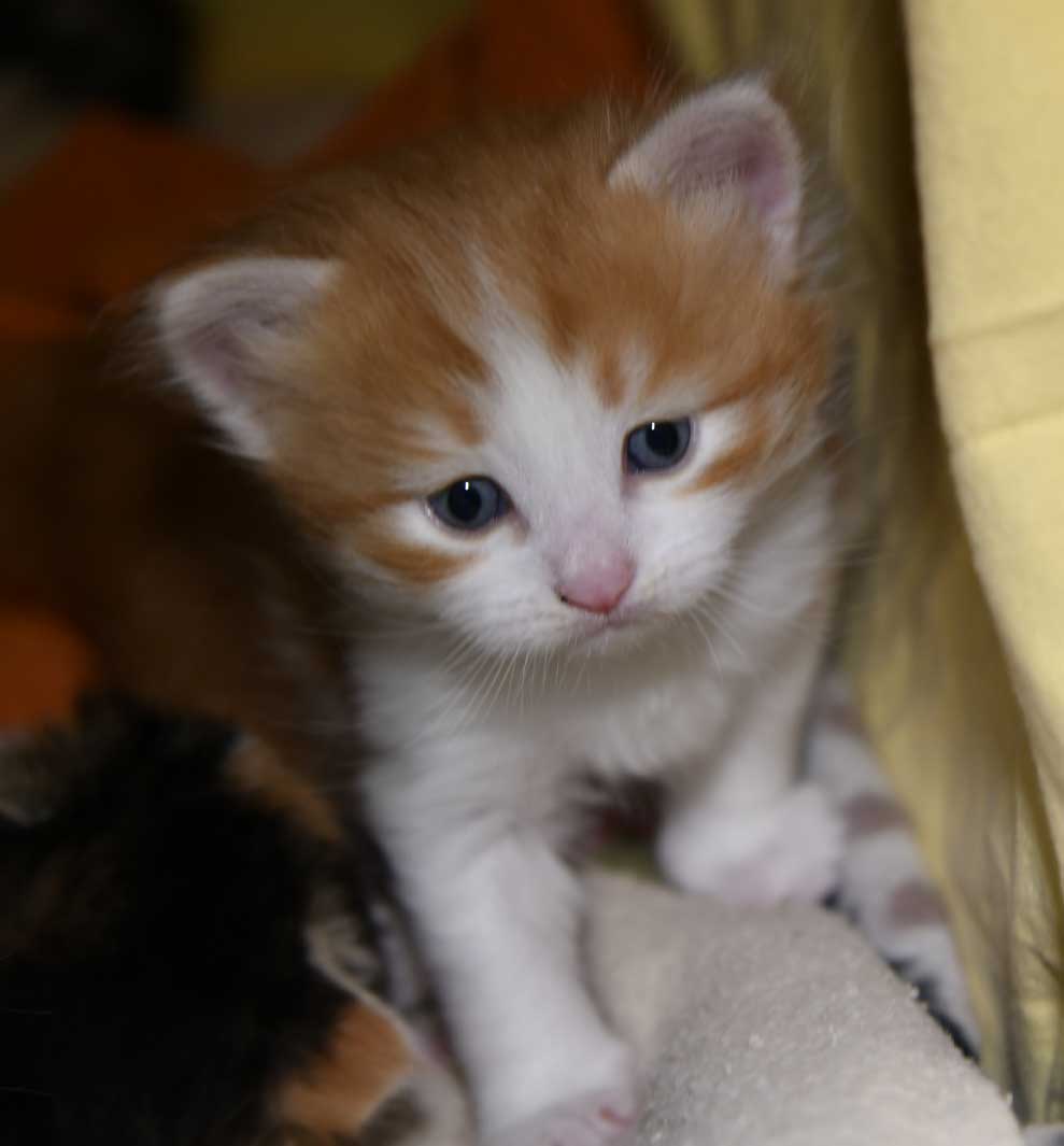 sibirisk kattunge Xanthus