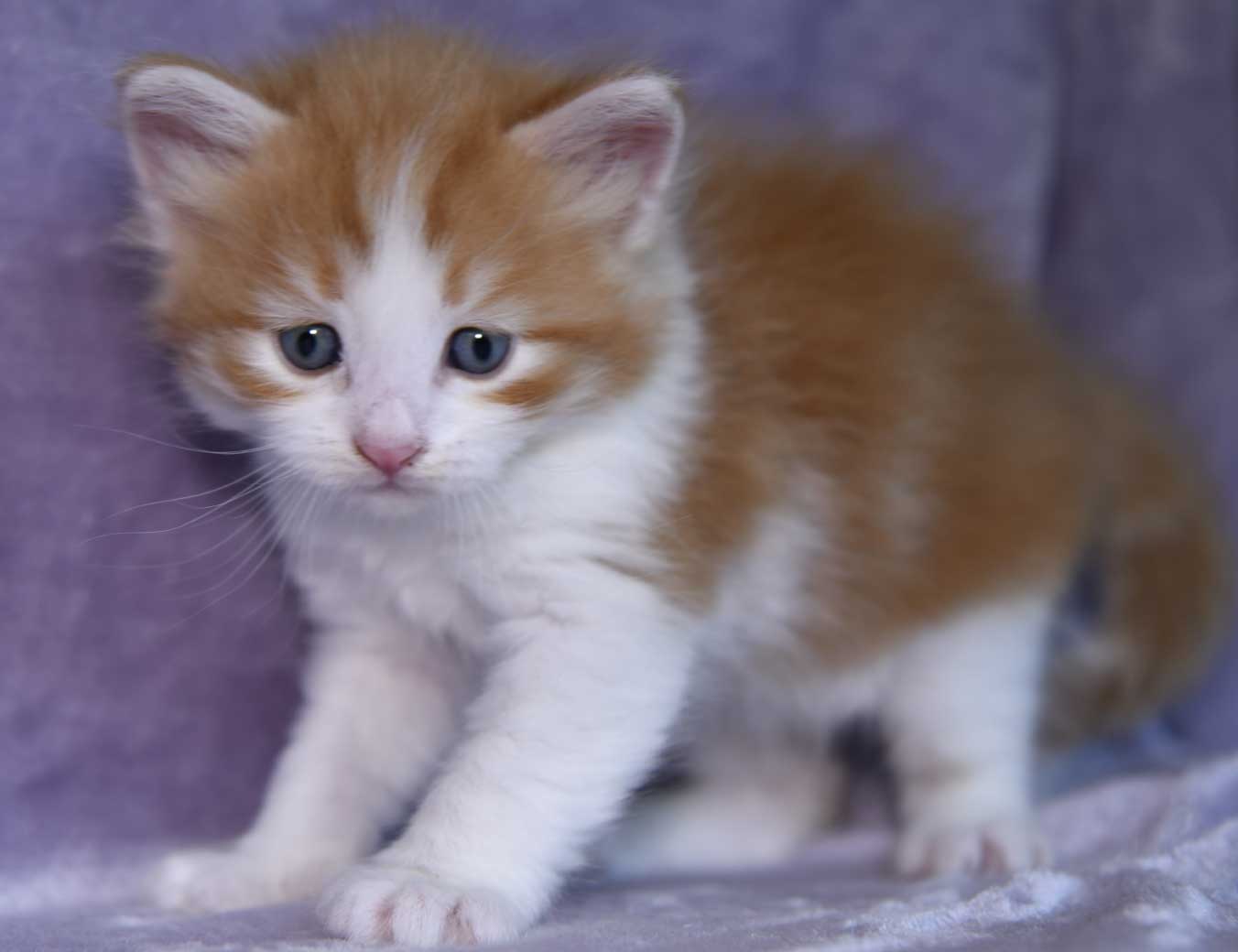 sibirisk katt Xanthus