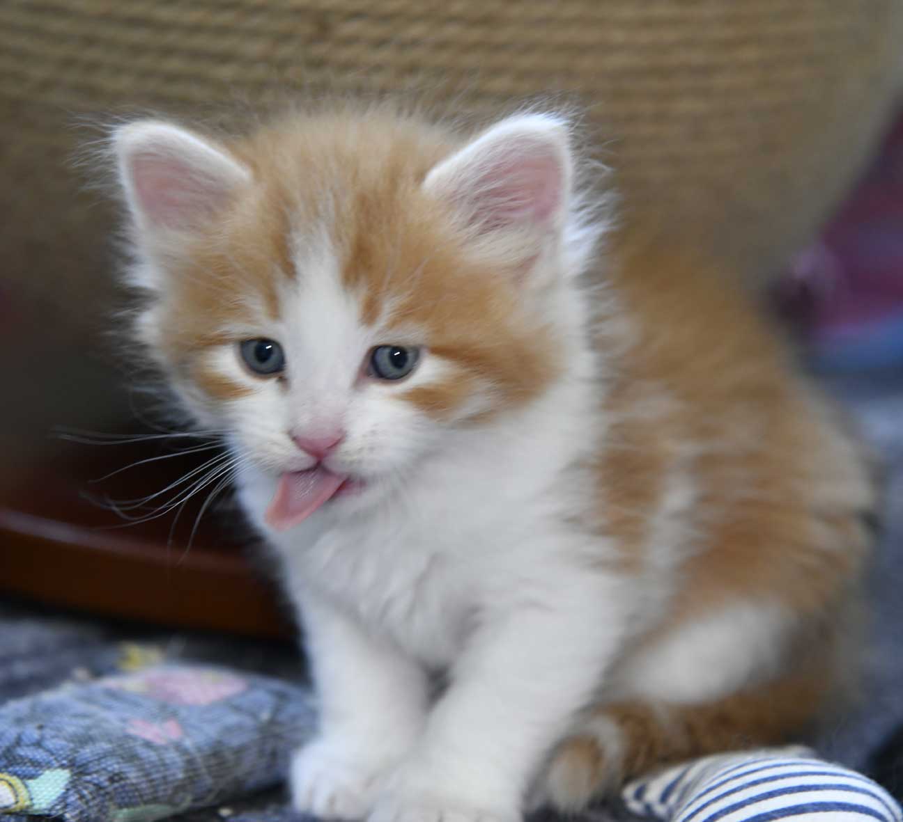 sibirisk kattunge Xanthus