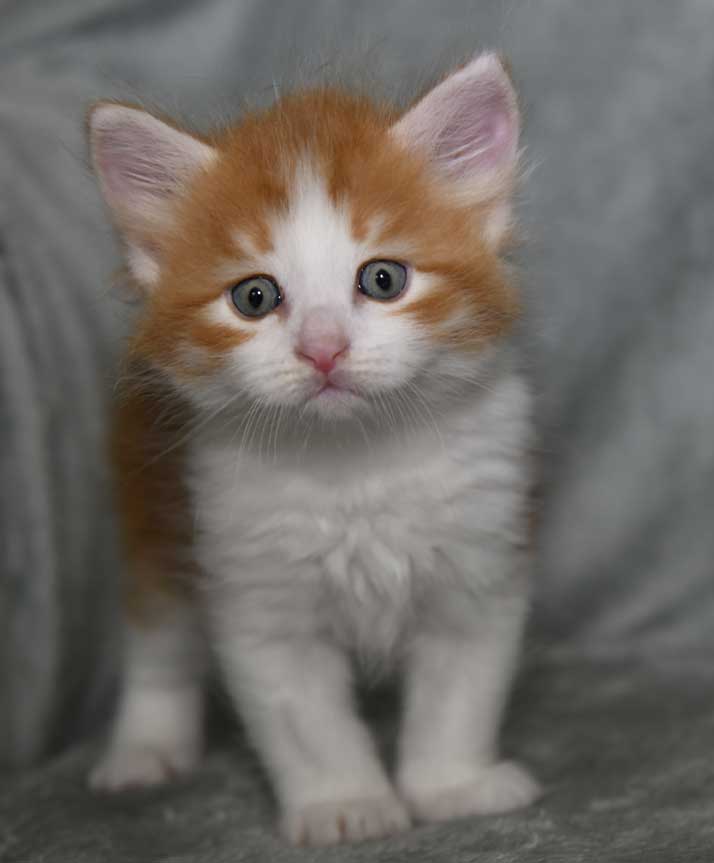 sibirisk kattunge Xanthus