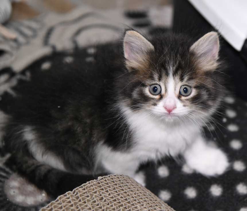 sibirisk kattunge Xosa