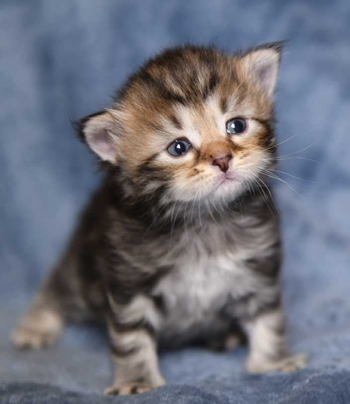 sibirisk kattunge Yangel