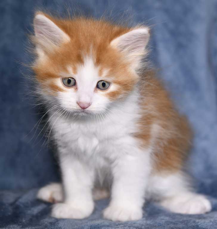 sibirisk kattunge Xanthus