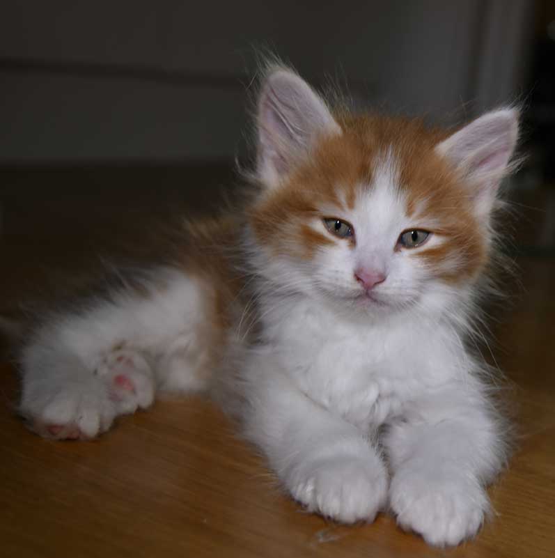 Sibirisk kattunge Xanthus