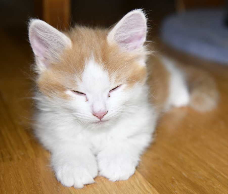 sibirisk kattunge X