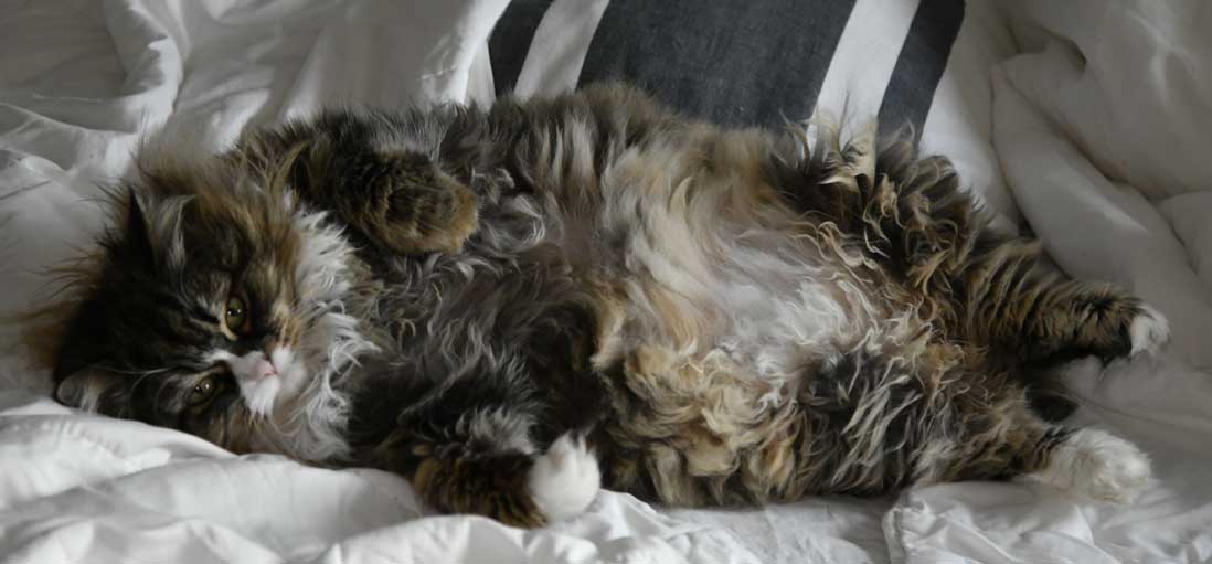 sibirisk katt Mitzi