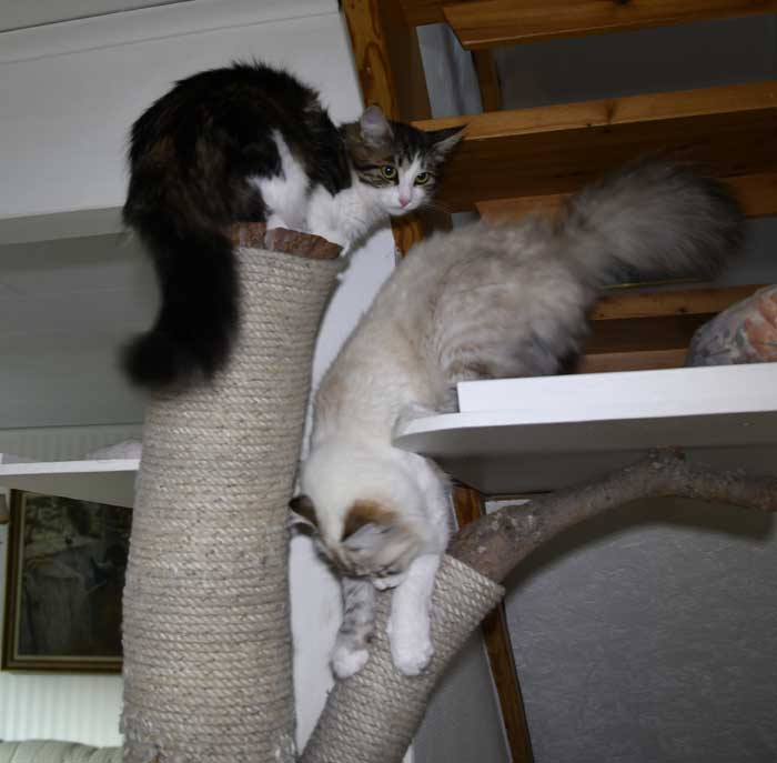 sibirisk katte Vickie och Whiffi