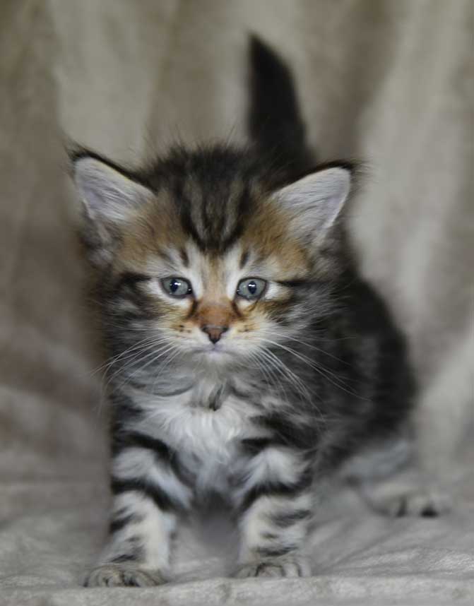 sibirisk kattunge Yangel