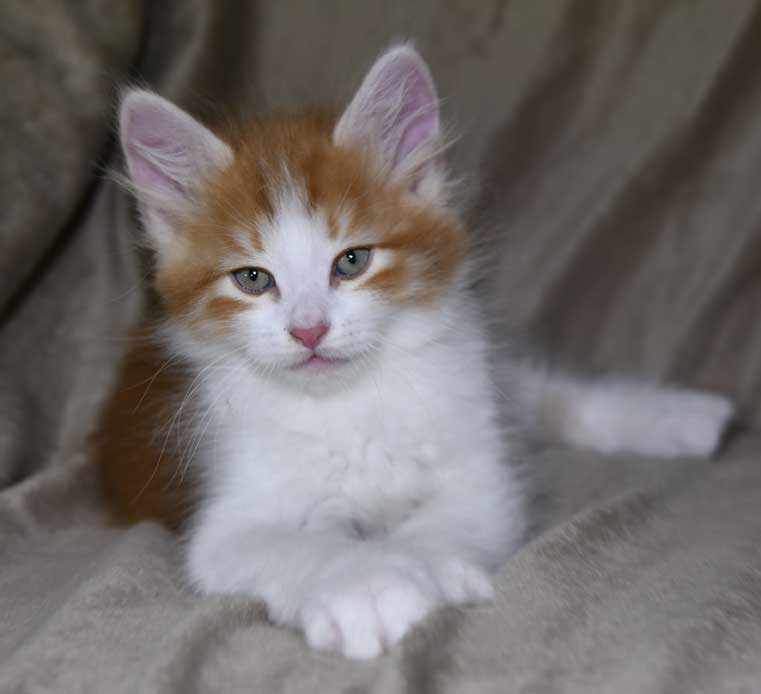 sibirisk kattunge Xanthus