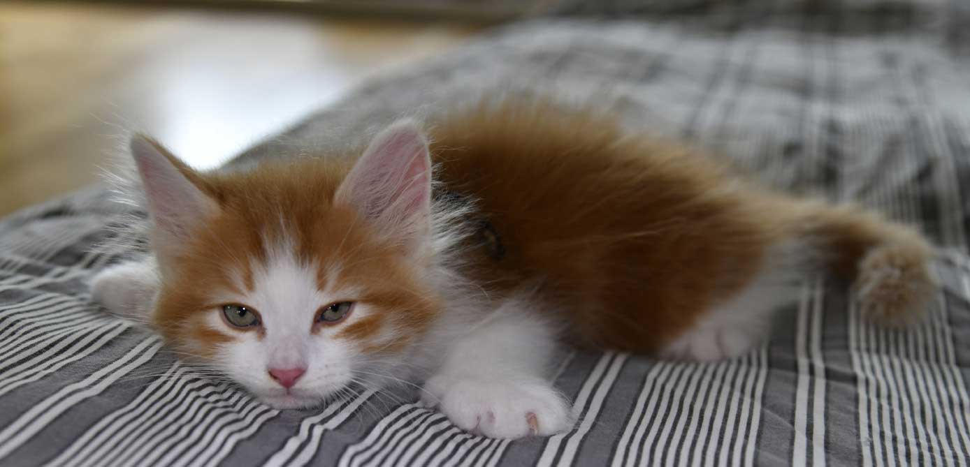 sibirisk kattunge Xanthus