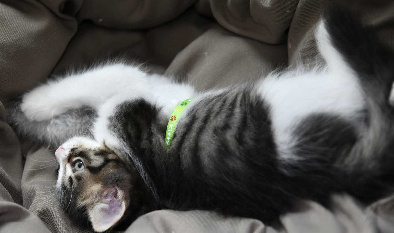 sibirisk kattunge Xosa