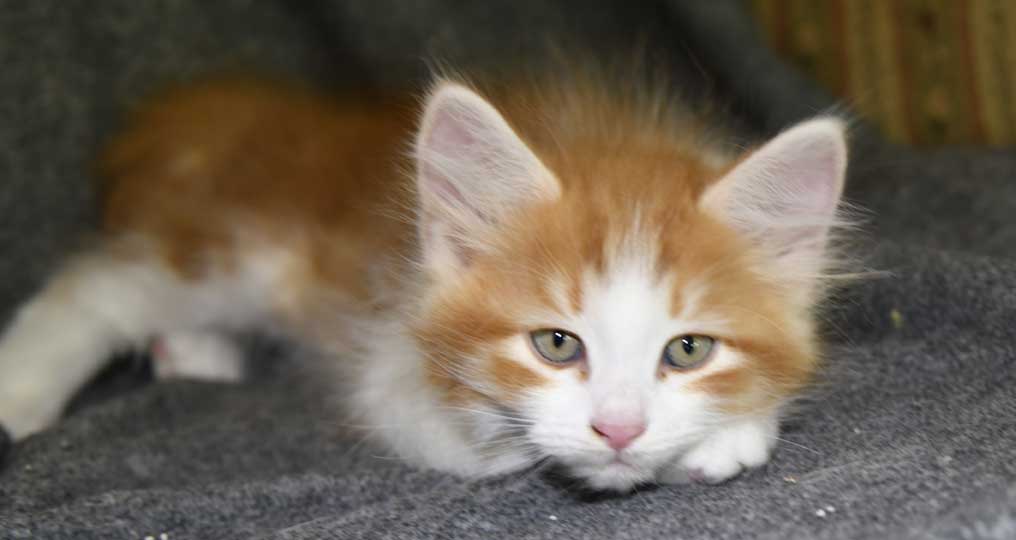 sibirisk kattunge Xanthus