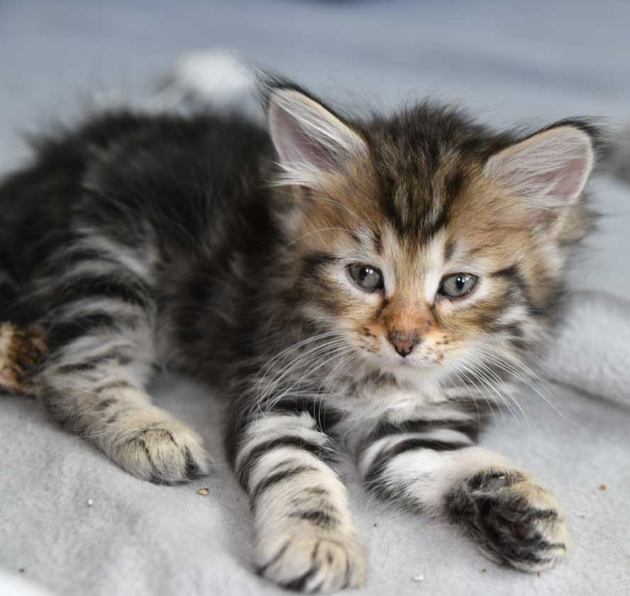 sibirisk kattunge Yangel