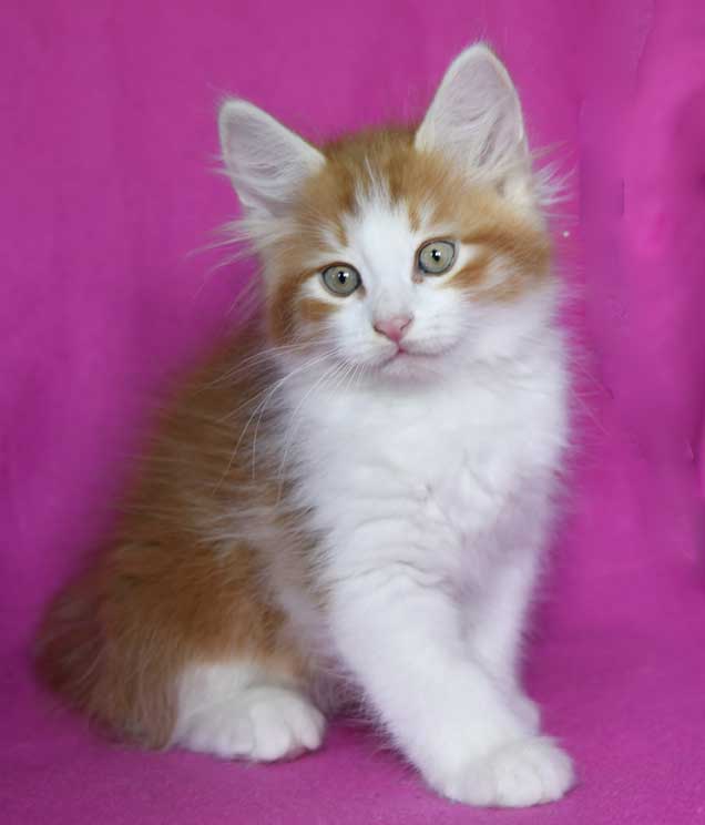 sibirisk kattunge Xanthus