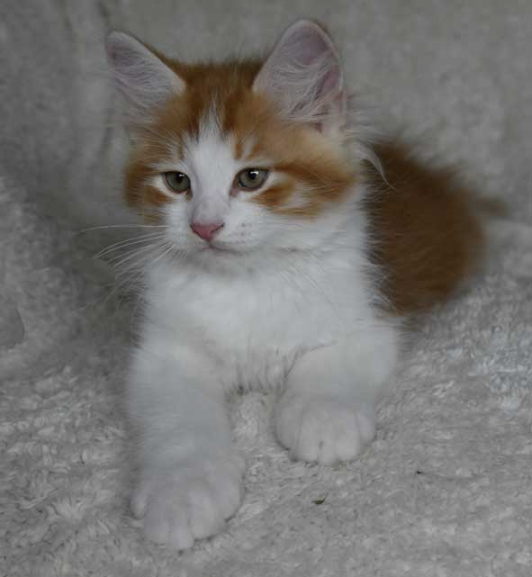sibirisk kattunge Xanthus