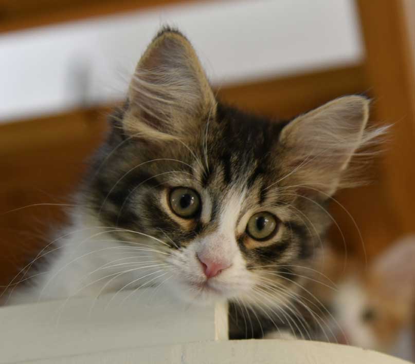 sibirisk kattunge Xosa