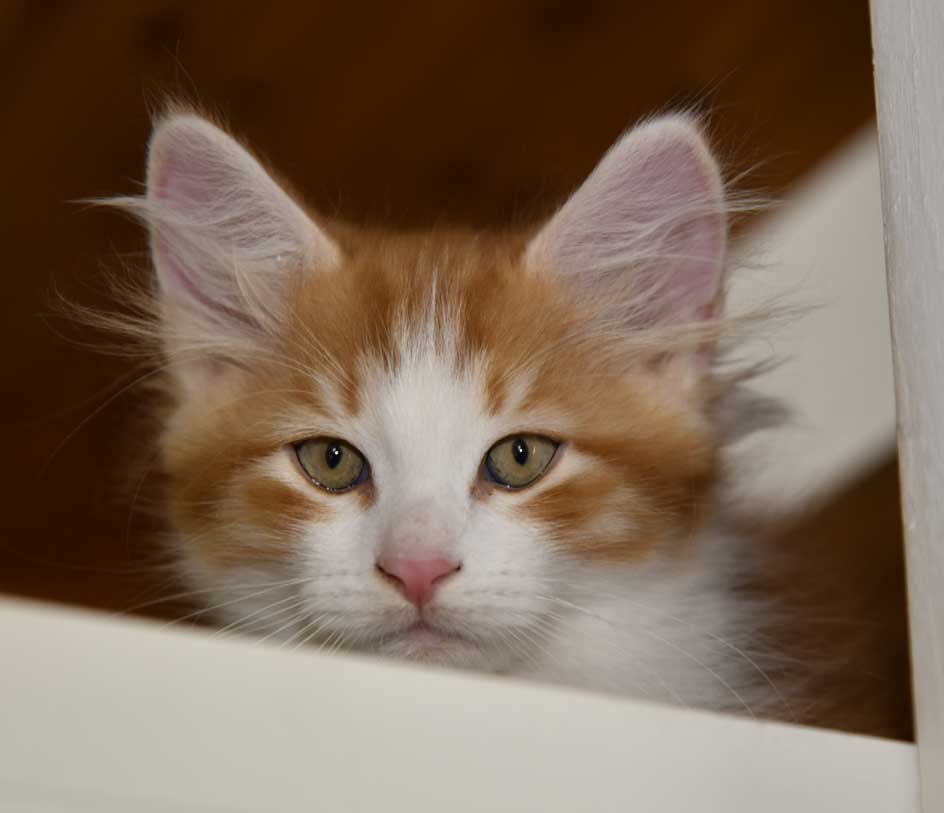 sibirisk kattunge Xanthus