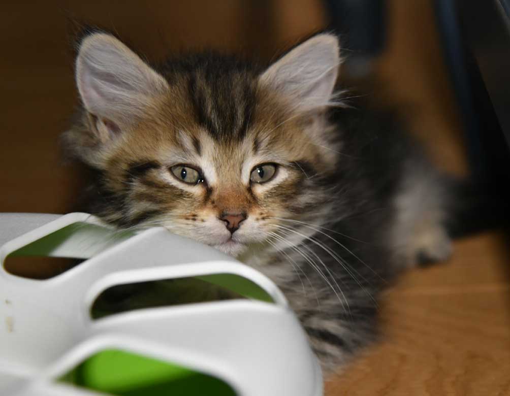sibirisk kattunge Yangel