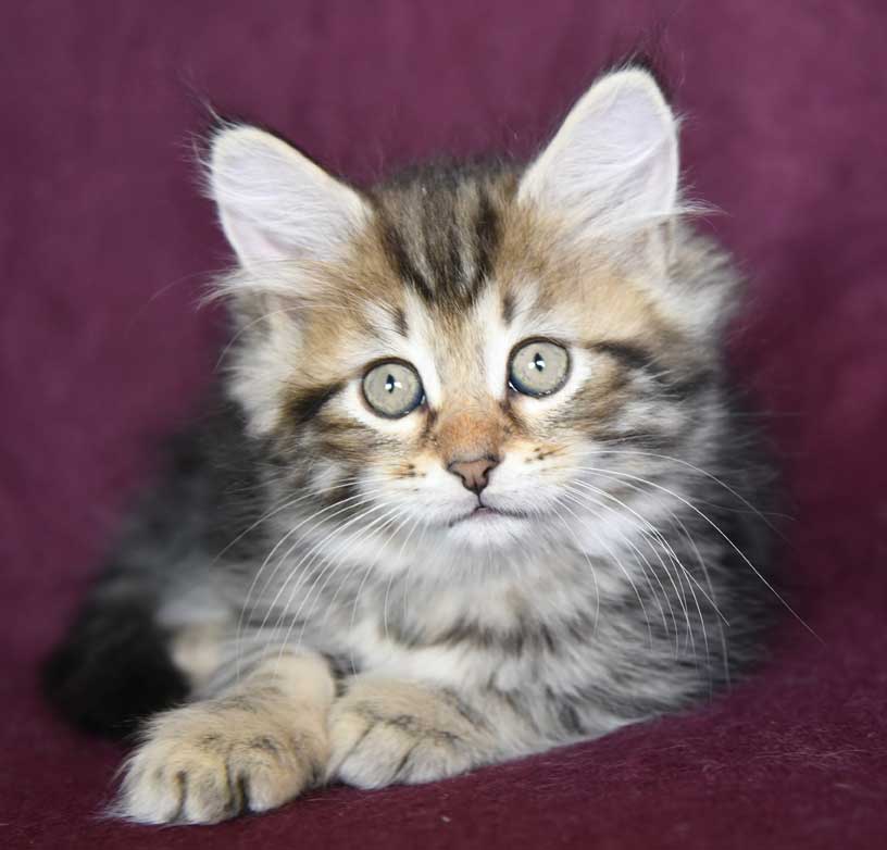 sibirisk kattunge Yangel