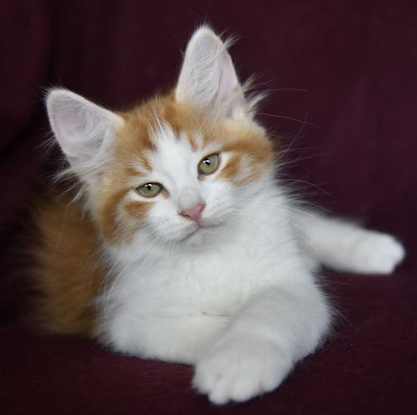 sibirisk kattunge Xanthus