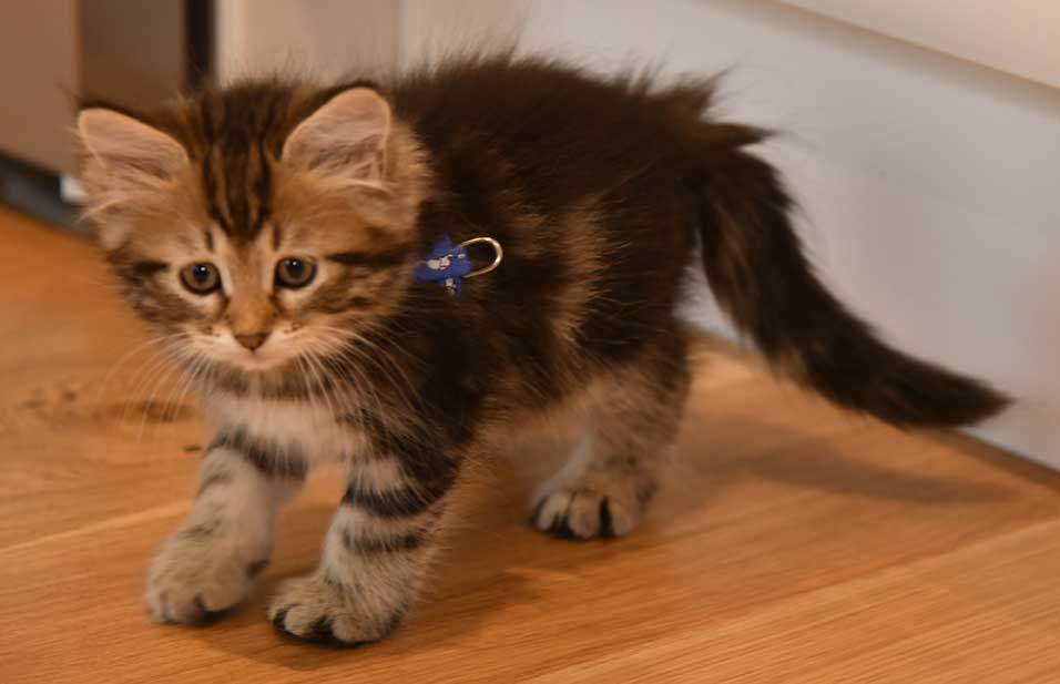 sibirisk kattunge Yangel