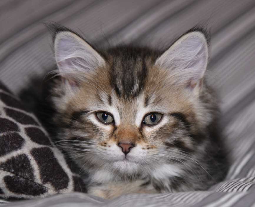 sibirisk kattunge Yangel