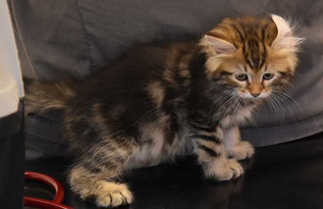 sibirisk kattunge Yangel