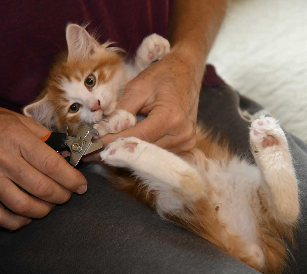sibirisk kattunge Xanthus