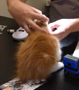 sibirisk kattunge Xanthus