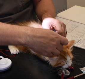 sibirisk kattunge Xanthus