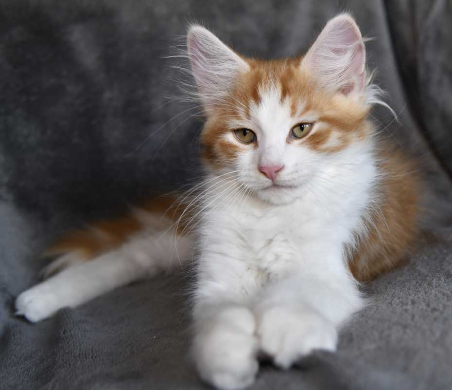 sibirisk kattunge Xanthus