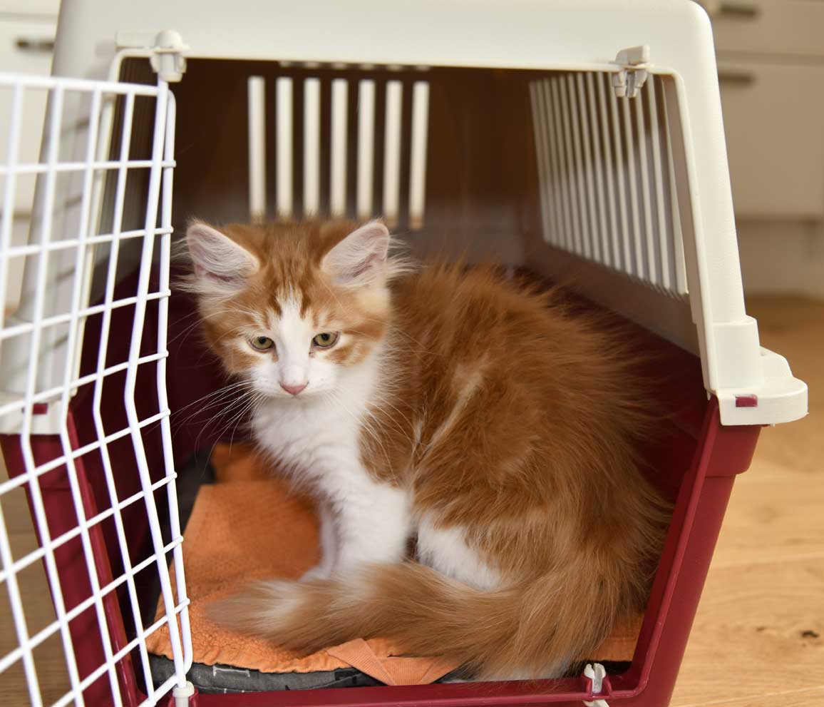 sibirisk kattunge Xanthus