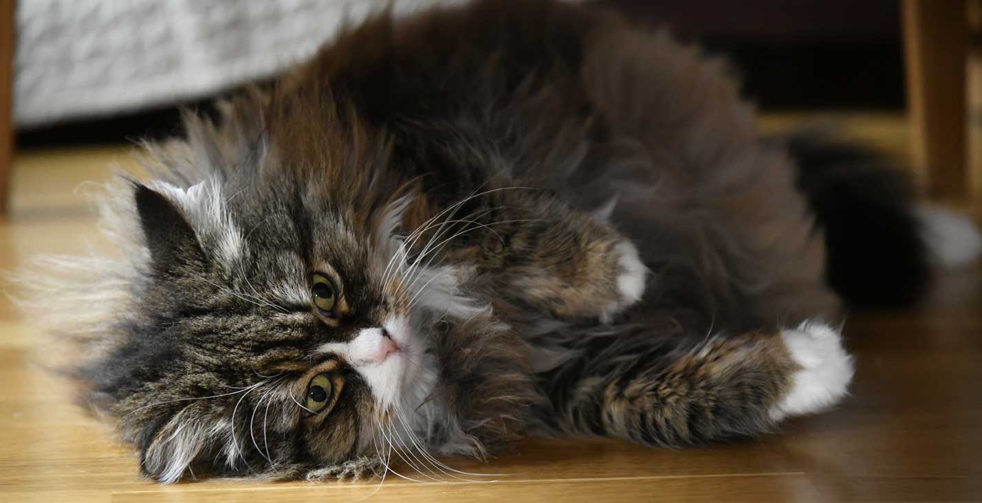 sibirisk katt Mitzi
