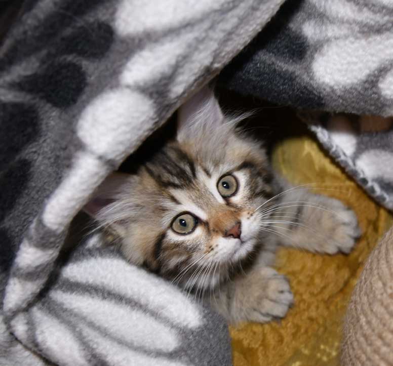 sibirisk kattunge Yangel