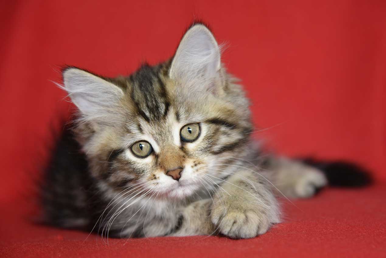 sibirisk kattunge Yangel