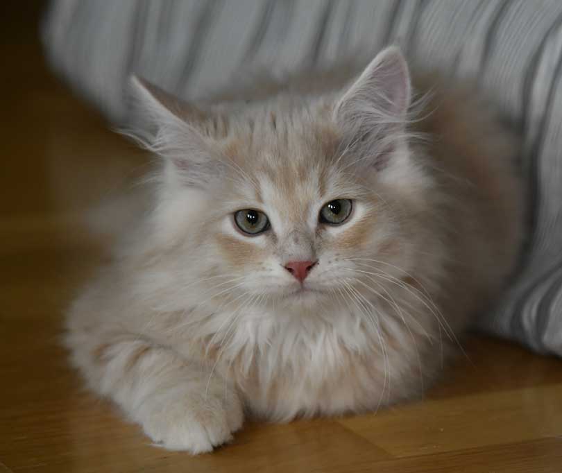 sibirisk kattunge Yezo