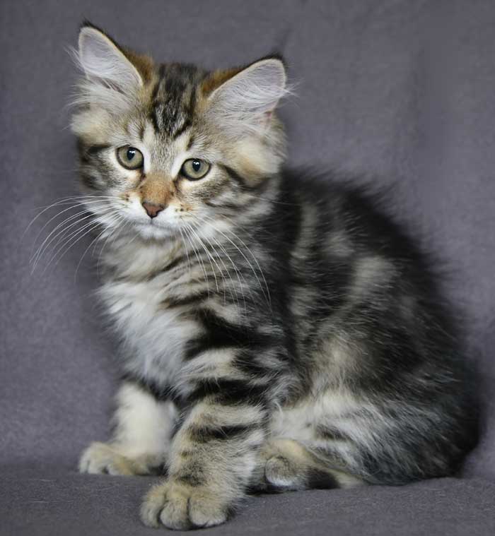 sibirisk kattunge Yangel