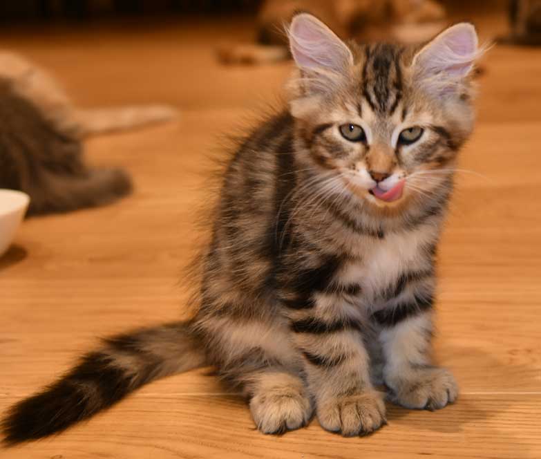 sibirisk kattunge Yangel