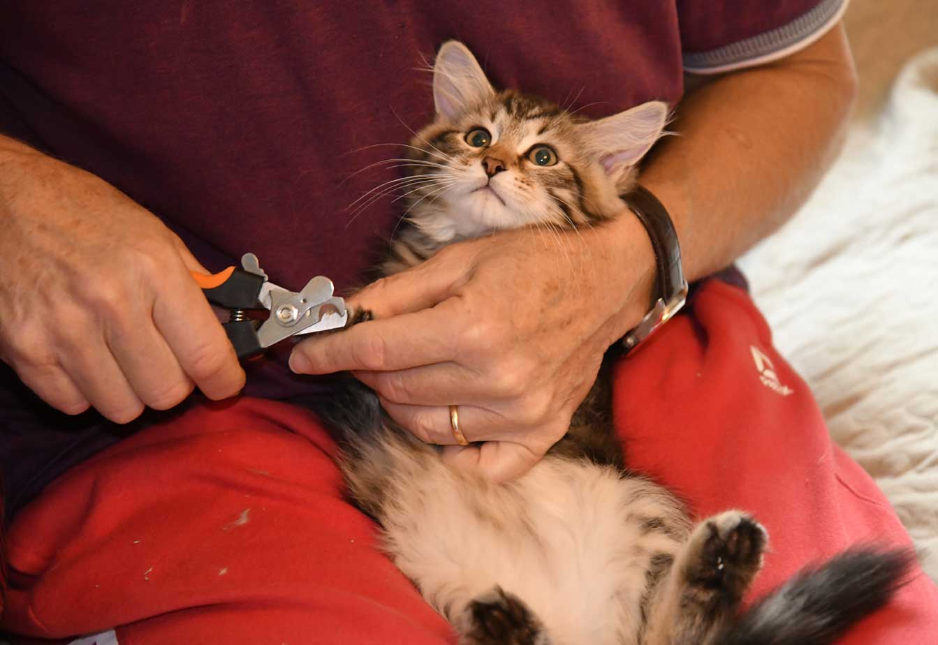 sibirisk kattunge Yangel