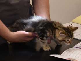 sibirisk kattunge Yangel