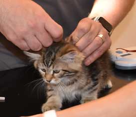 sibirisk kattunge Yangel