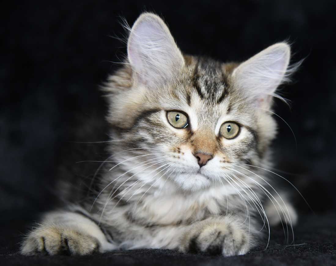 sibirisk kattunge Yangel