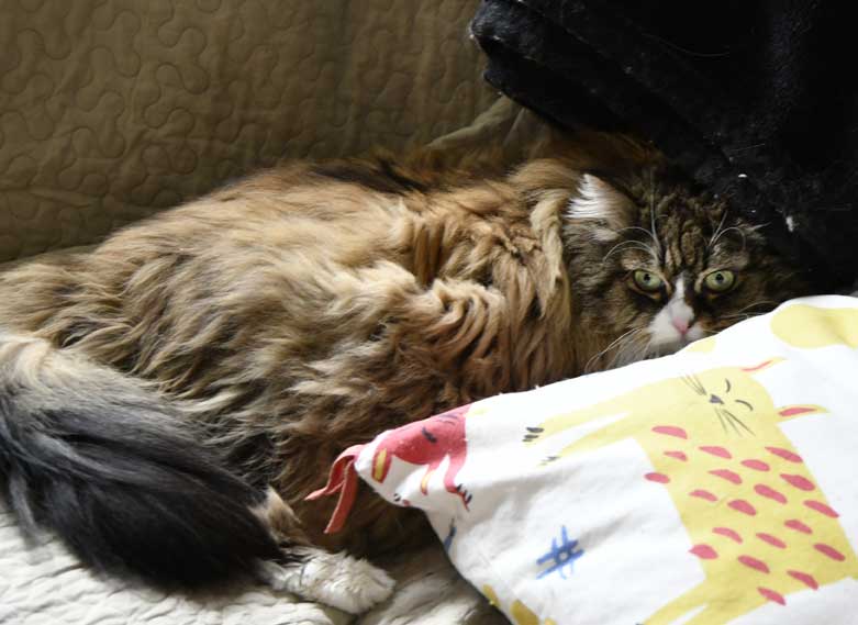 sibirisk katt Mitzi