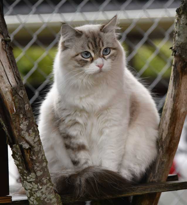 sibirisk katt Whiffi