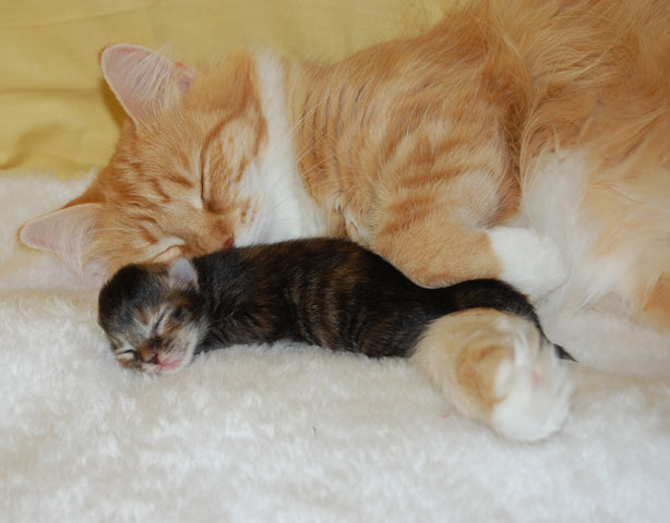 sibirisk mor och dotter